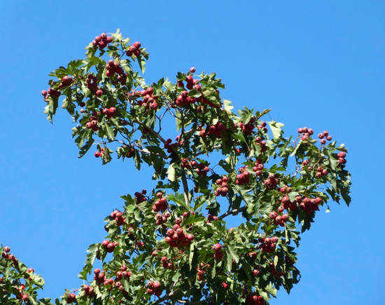 Yunmeng Mountain Fruit Harvest Festival